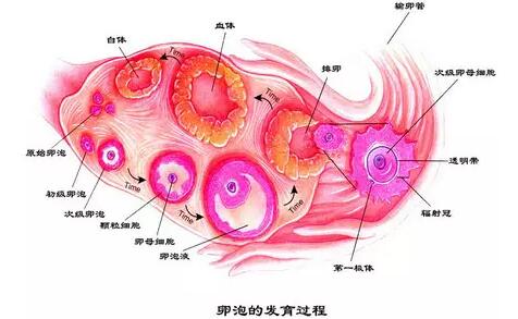 右侧卵巢见优势卵泡是否代表输卵管是正常