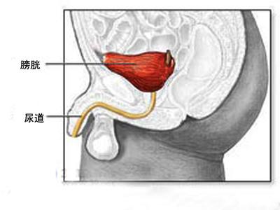 男性尿道口异常症状及并发症    尿道口瘙痒   病症:是指尿道口有