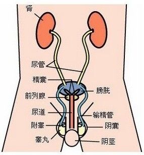 诱发前列腺增生的因素有哪些?