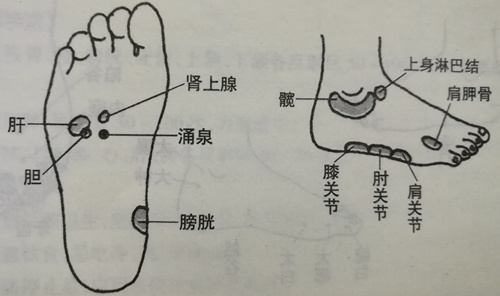 膝盖反射区图图片